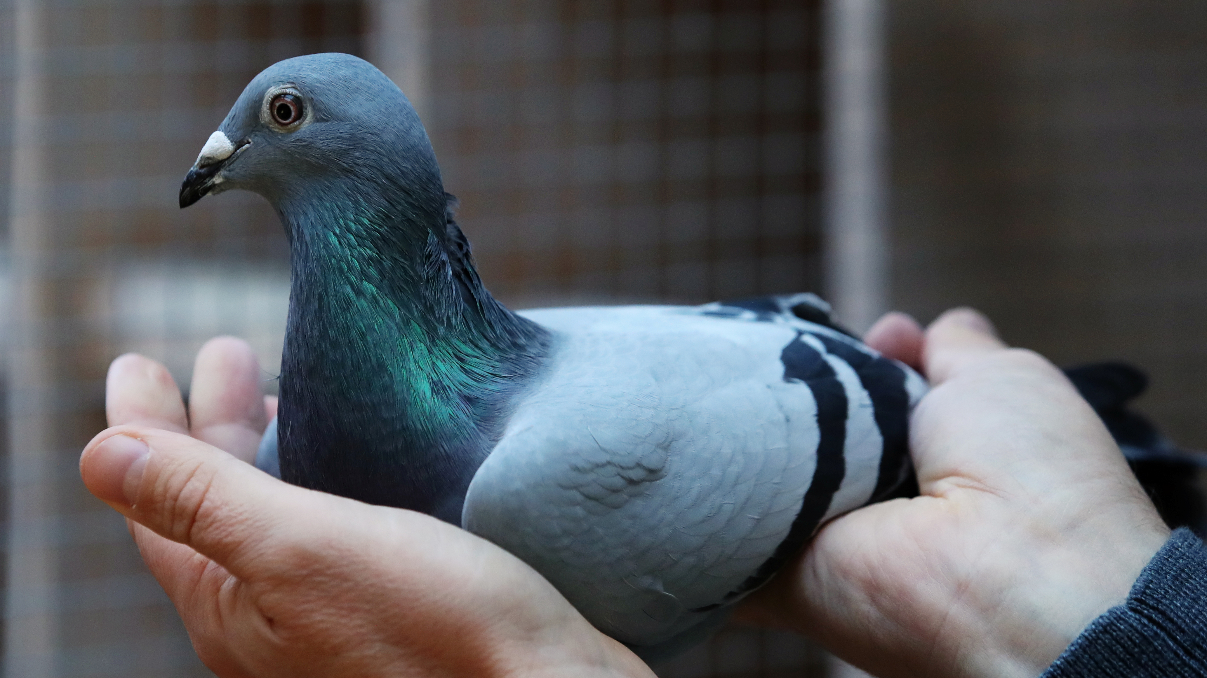 Racing Pigeon: A Fascinating Sport and Its History