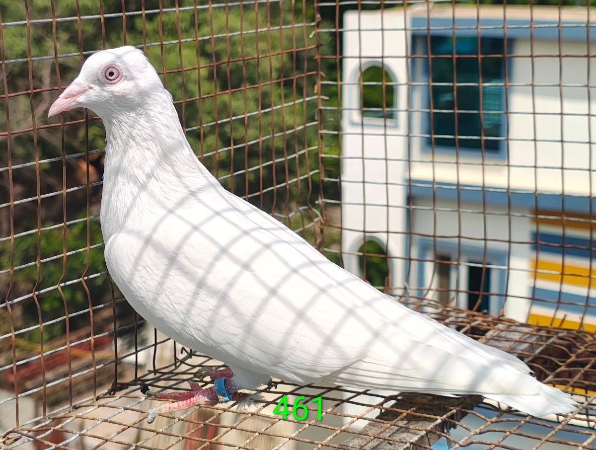 tella kannu