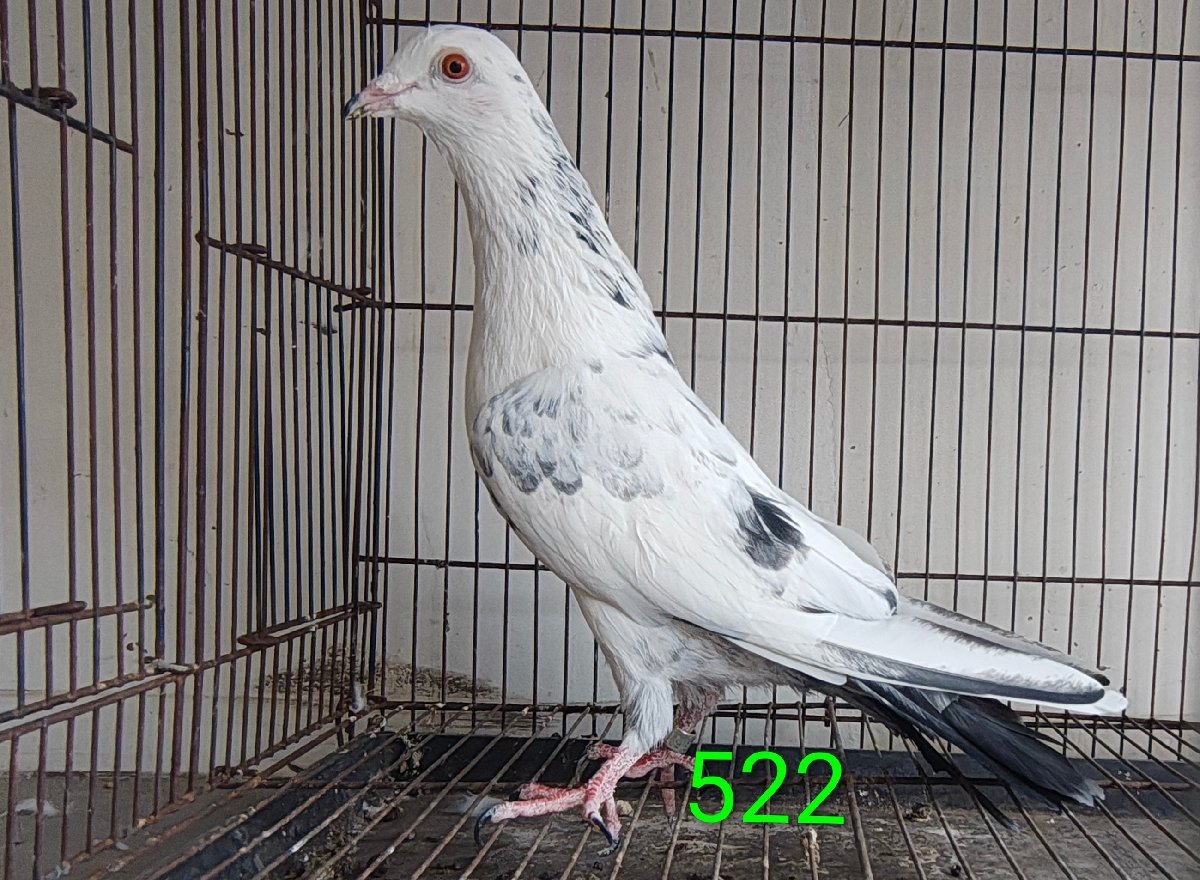 522