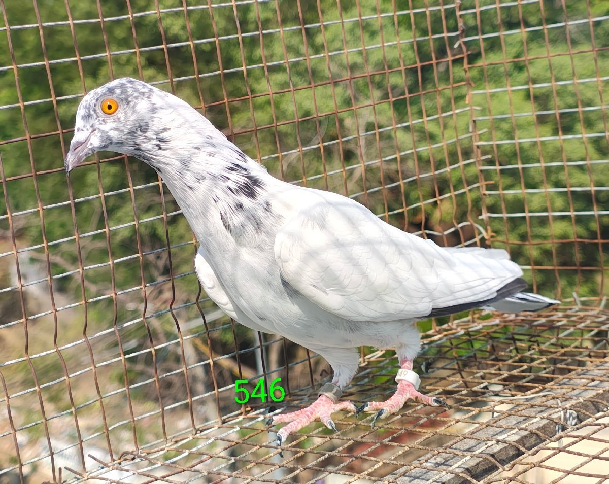 cheini