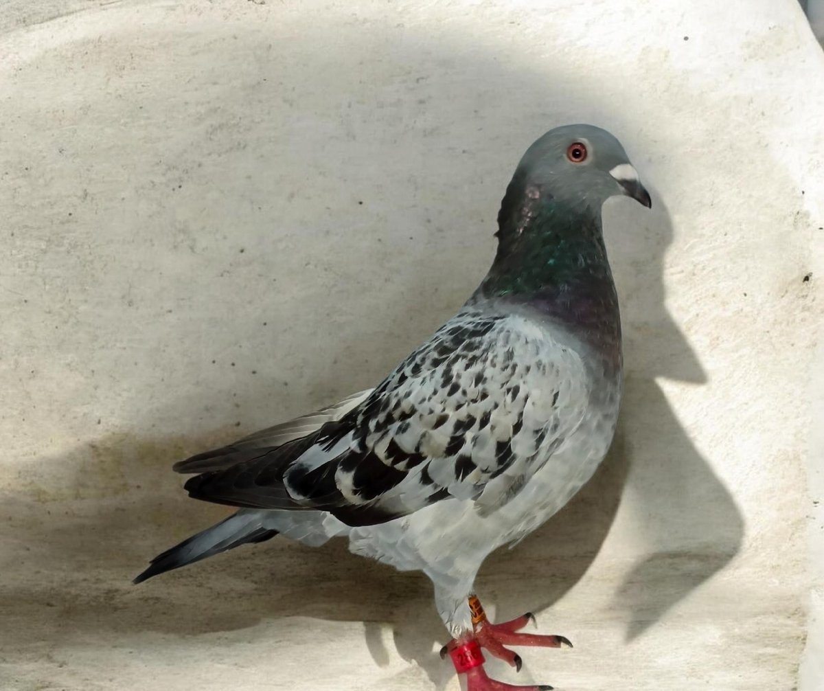 Checky