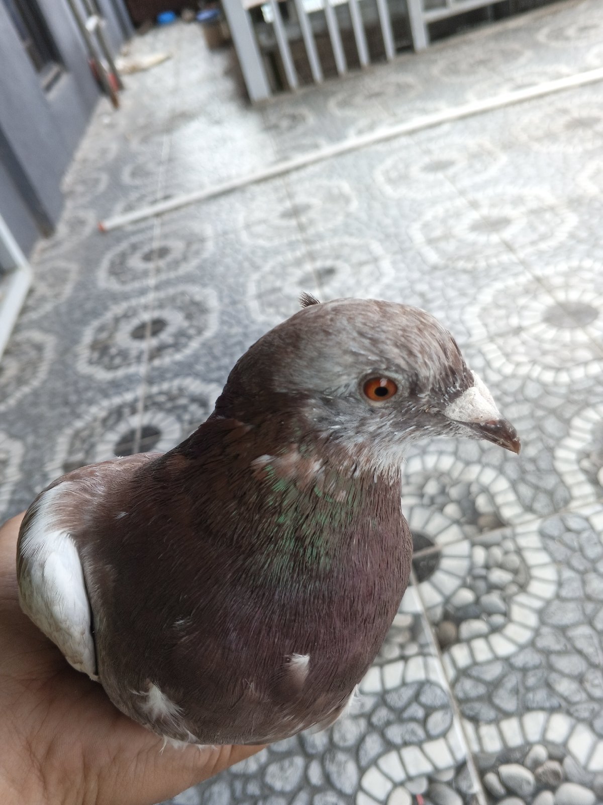Choco