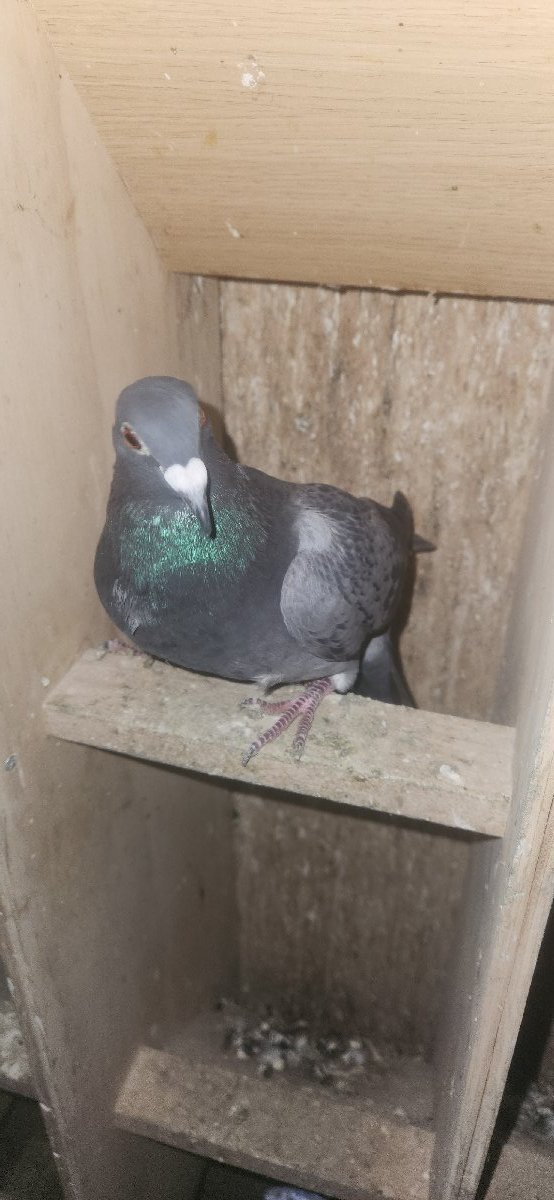 The New Crosbie Hen