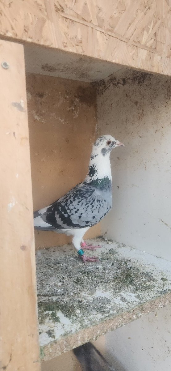 The Pied