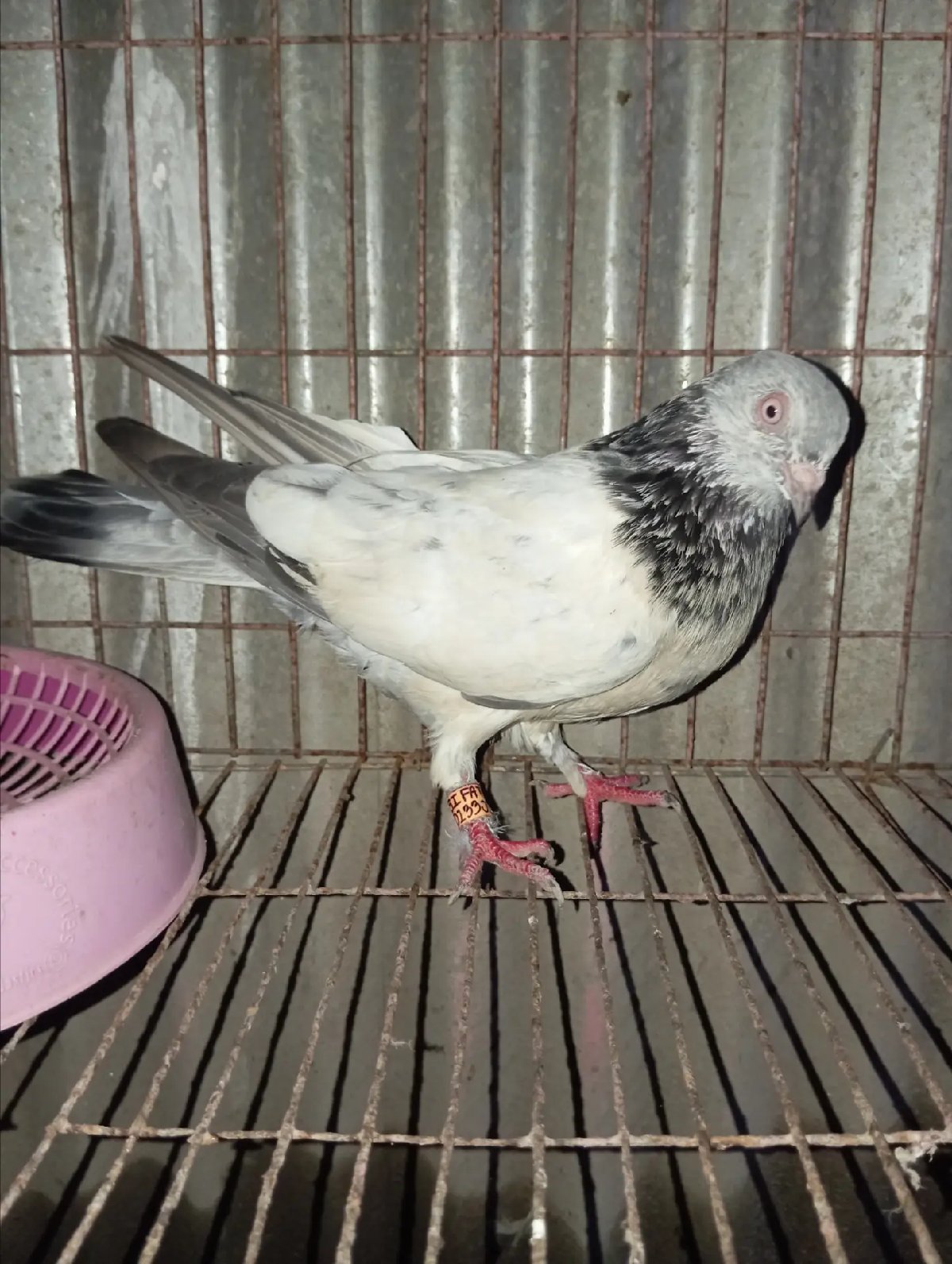 green shoulder giribaj