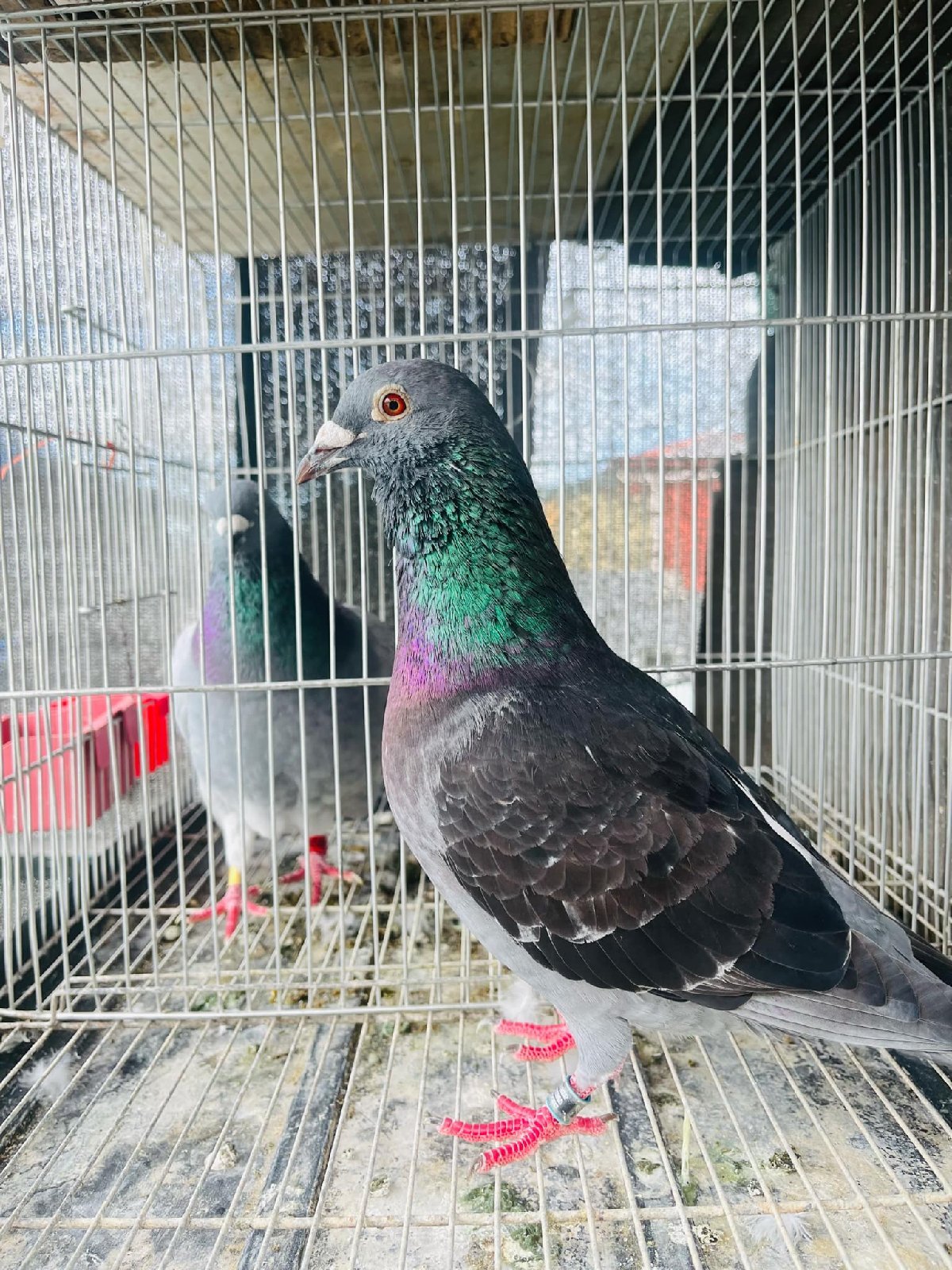 ac cock