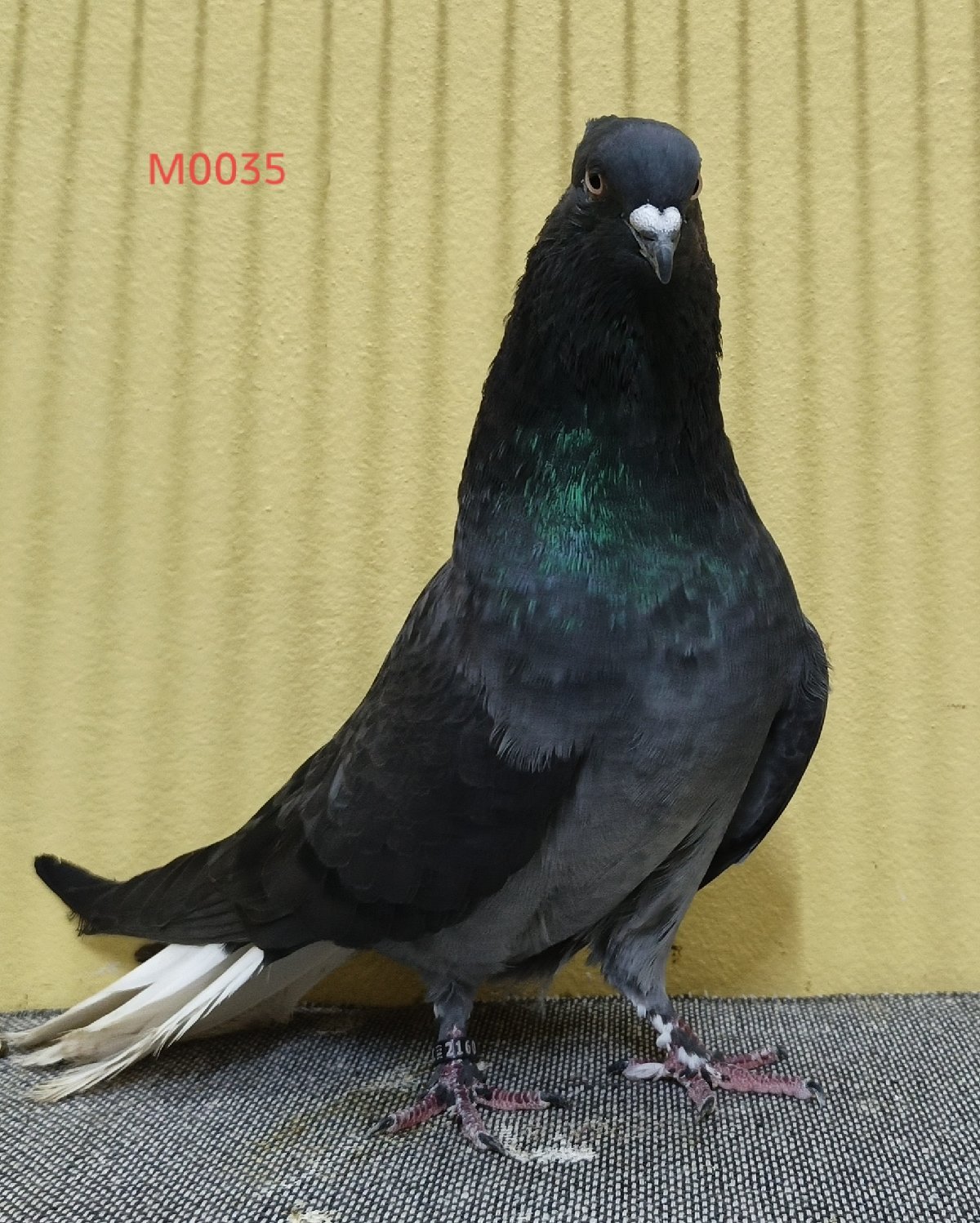 Sojib colouring Musaldom