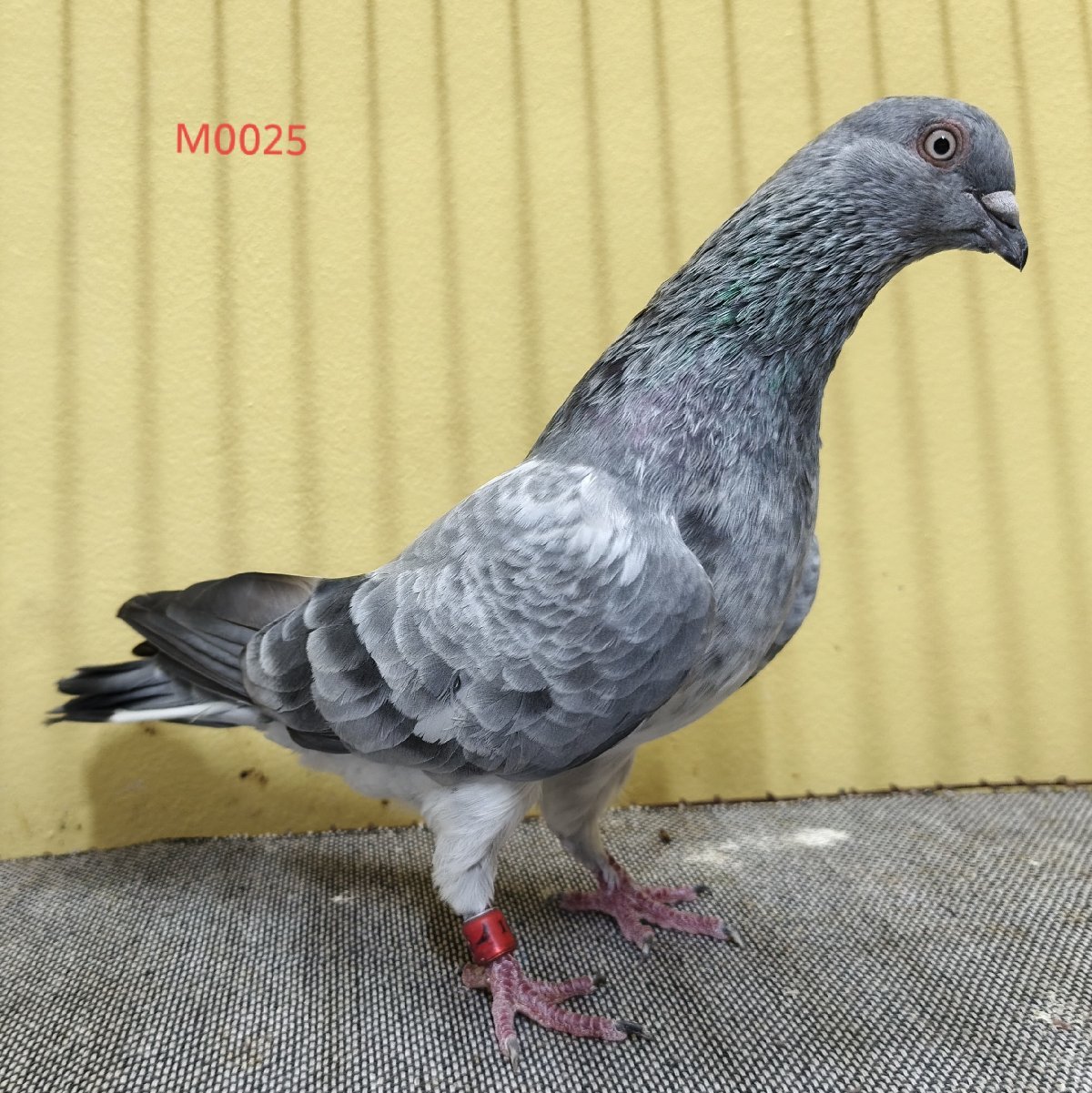 Sojib silver