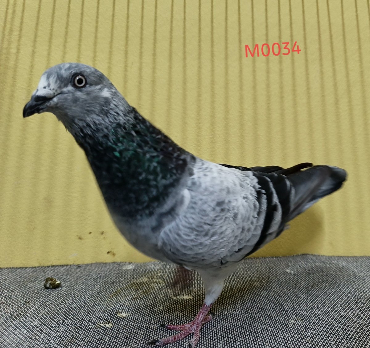 Sojib afsan
