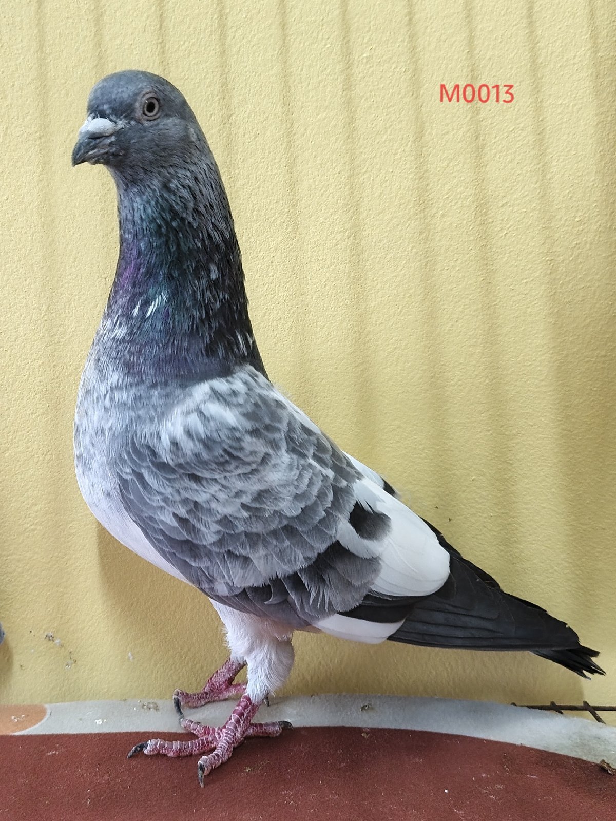 Sojib zabra
