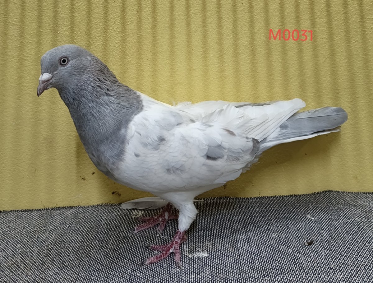 Sojib colouring khaki