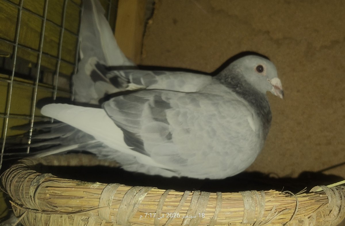 الوحش الساحق