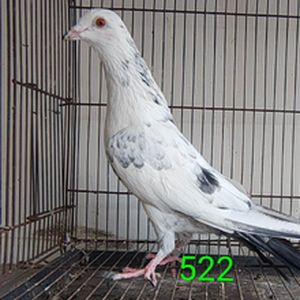 522