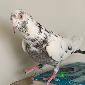 kaira