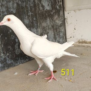 chini