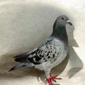 Checky