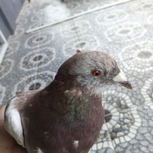 Choco