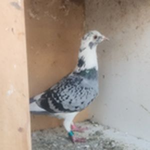 The Pied
