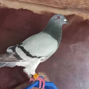 BRPA 26225 RADIUS RACE   PHA 1284285