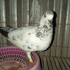 green shoulder f