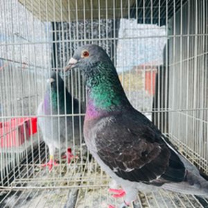 ac cock