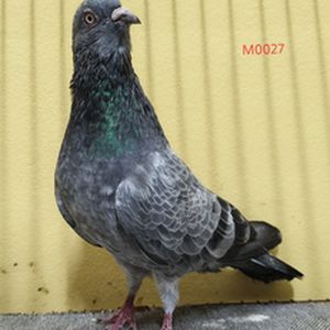 Sojib zabra