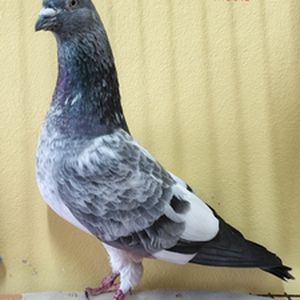 Sojib zabra