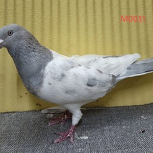 Sojib colouring khaki
