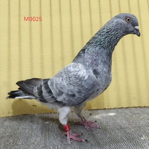 Sojib silver