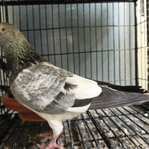 sojib