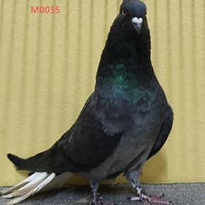 Sojib colouring Musaldom