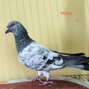Sojib