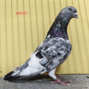 Sojib zabra
