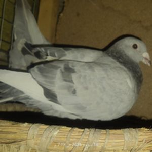 الوحش الساحق