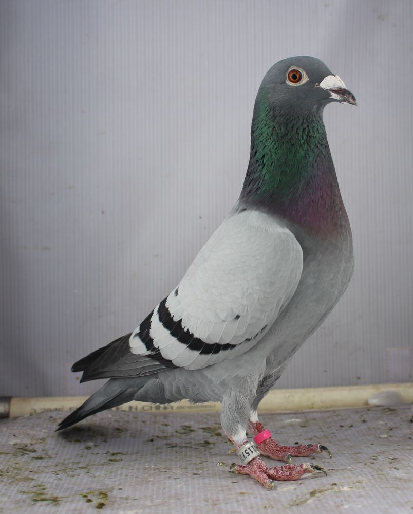 Original loft photo of a blue bar pigeon on a dirty floor in front of a pipe