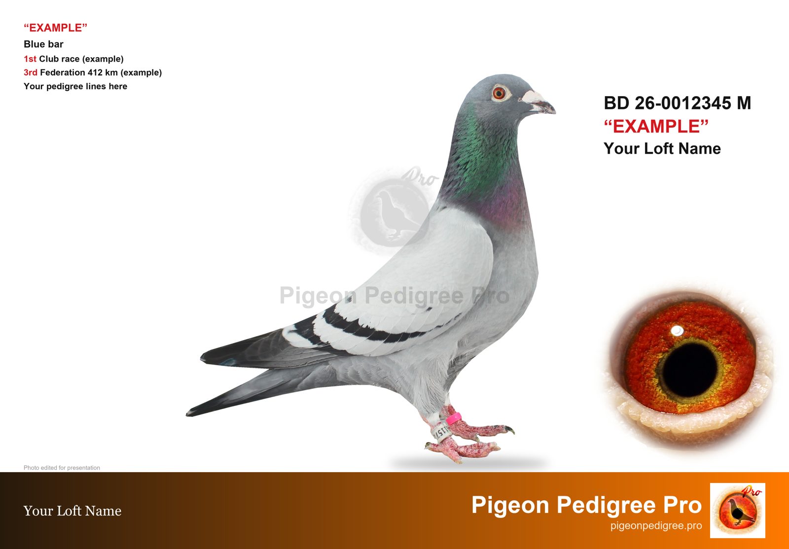 The same pigeon as a finished auction card on a white background with ring number, name and eye disc